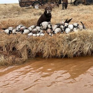 Meet your Posher, Paul